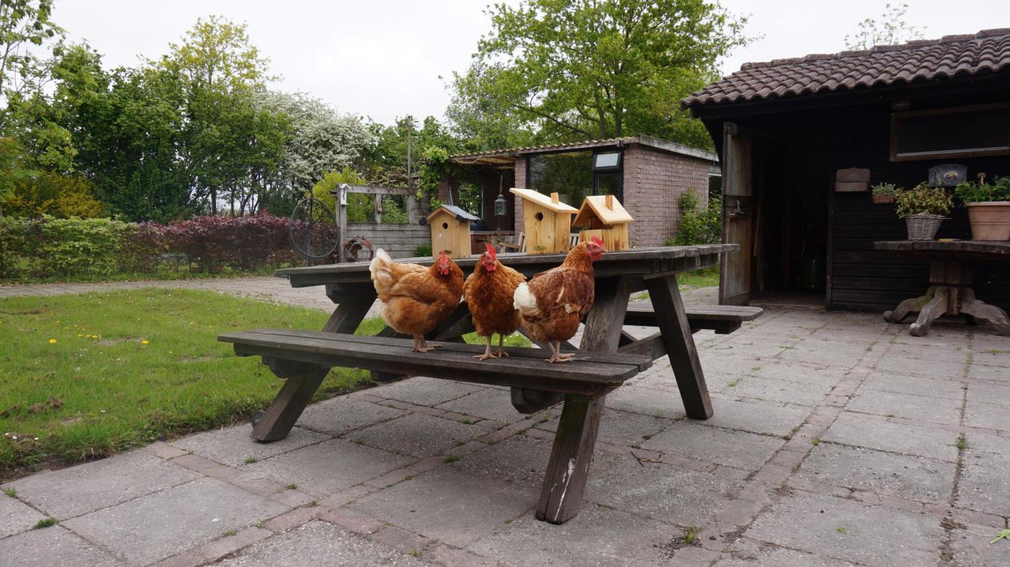 Bed And Breakfast Het Schapenlandje Waarland 외부 사진